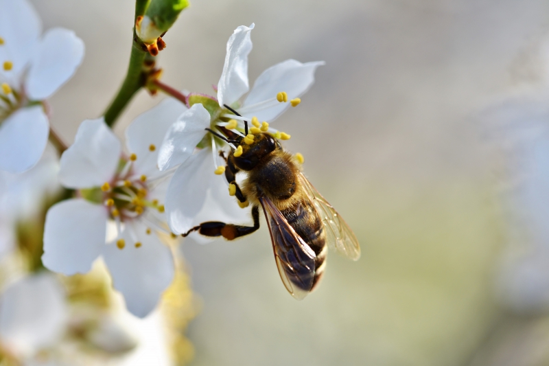 jardinerie-LA PENNE-min_bee-4092986